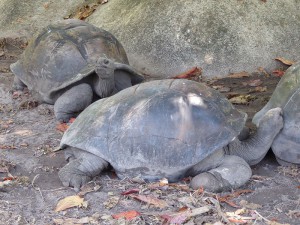 Riesenschildkröten