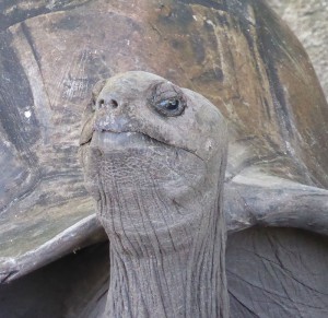 Riesenschildkröten