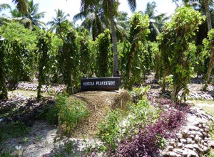 Vanille Plantage