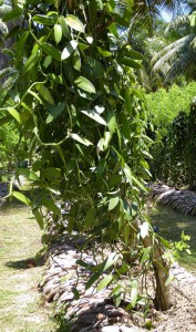 Vanille Plantage