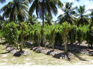 Vanille Plantage