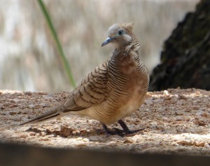 neugierige Taube