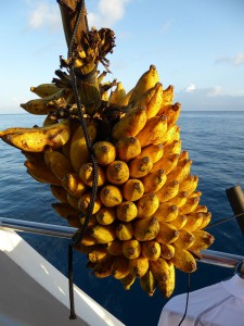 Bananenindikator Tag 3