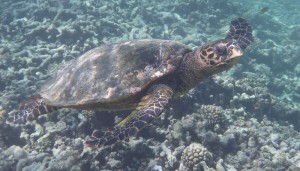 Schildkröte