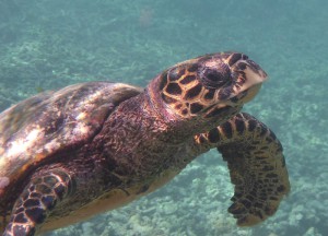 Schildkröte