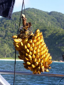 Bananenindikator Tag 4
