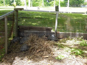Riesenschildkröten
