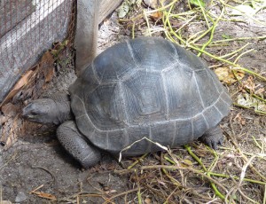 Riesenschildkröten