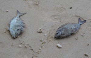 Fischfang