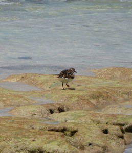 Strandläufer