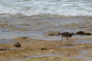Strandläufer und Krabbe