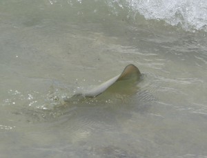 Fische im Flachwasser