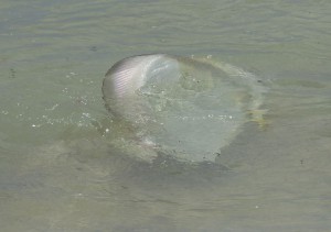 Fische im Flachwasser