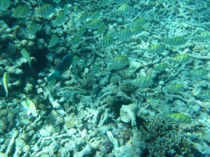 Schnorcheln vor Grande Soeur