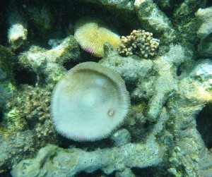Schnorcheln vor Grande Soeur