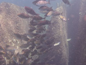 Coco Island Marine Park