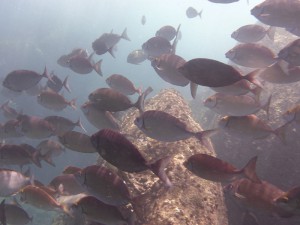 Coco Island Marine Park