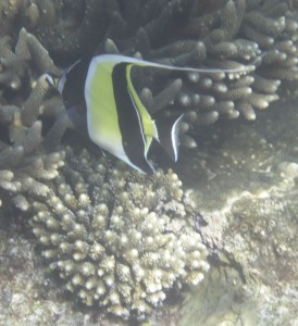 Coco Island Marine Park