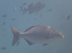 Coco Island Marine Park