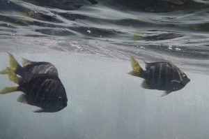 Coco Island Marine Park