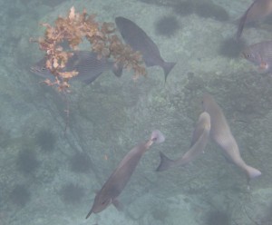 Coco Island Marine Park