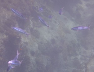 Coco Island Marine Park