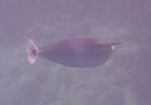 Coco Island Marine Park