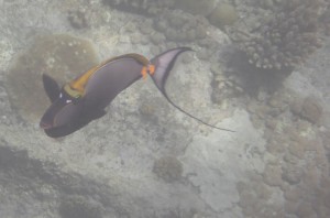 Coco Island Marine Park