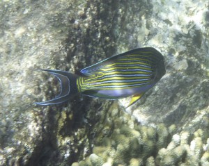 Coco Island Marine Park