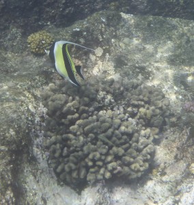 Coco Island Marine Park