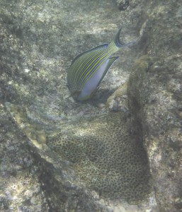 Coco Island Marine Park