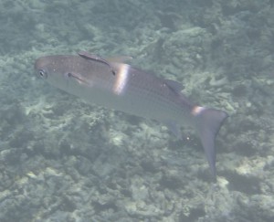Coco Island Marine Park