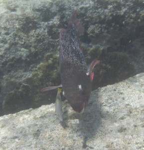Coco Island Marine Park
