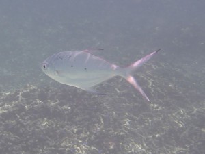 Coco Island Marine Park