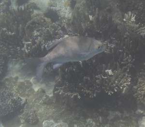 Coco Island Marine Park