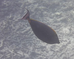 Coco Island Marine Park