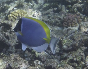 Coco Island Marine Park