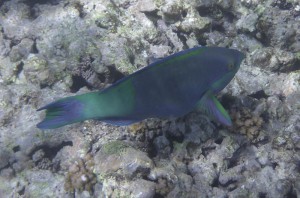Coco Island Marine Park