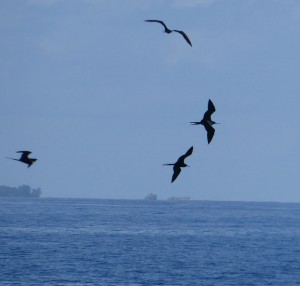 Great Frigatebird / Großer Fregattvogel