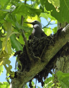 Lesser Noddy