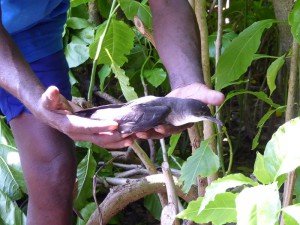 Brown Noddy
