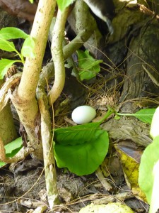 Nest des Brown Noddy