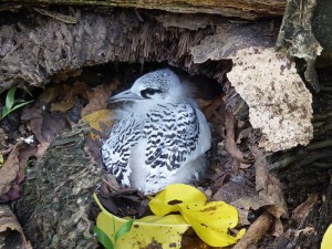Küken des White-tailed Tropicbird