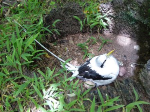 White-tailed Tropicbird