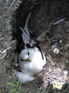 White-tailed Tropicbird