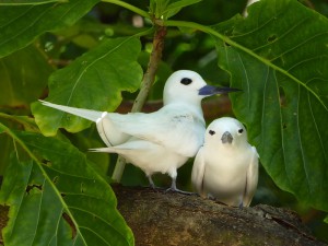 Fairy Tern - Feenseenschwalben