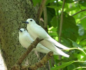 Fairy Tern - Feenseenschwalben