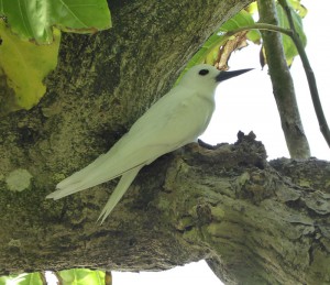 Fairy Tern - Feenseenschwalben