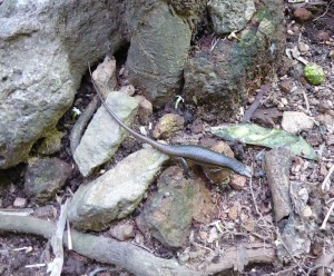 Seychelles Skink - Eidechse