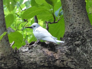 Fairy Tern - Feenseenschwalben